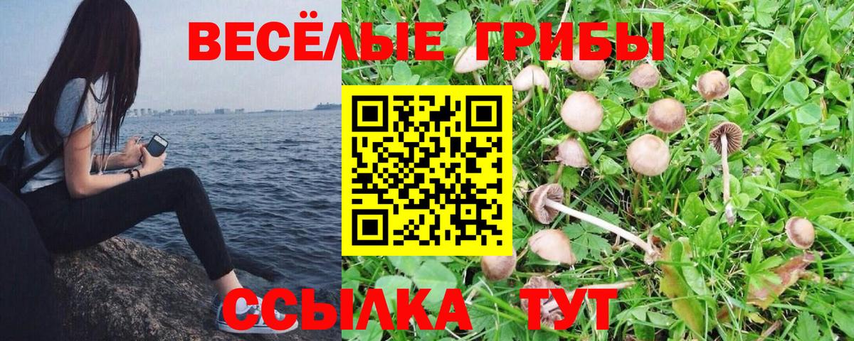 Псилоцибиновые грибы MAGIC MUSHROOMS  закладки  Галлюциногенные грибы Cubensis  Новошахтинск  Вход с VPN 